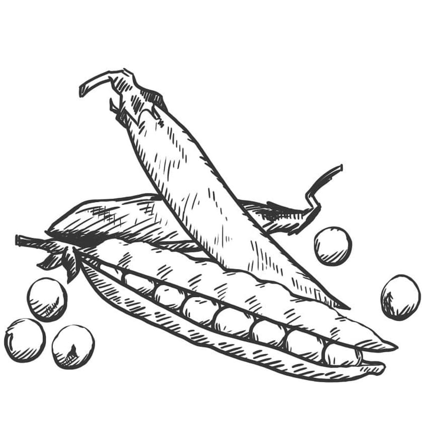 Desenhos de Desenhar Feijão muito básico para colorir