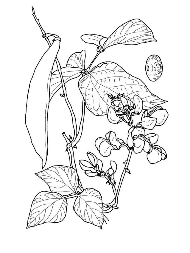 Desenhos de Desenhar Feijão muito fácil para colorir
