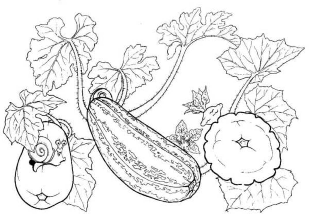 Desenhe Legumes fácil para colorir
