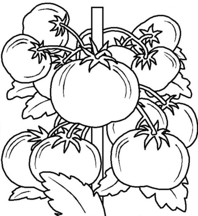Desenhe Legumes simples para colorir