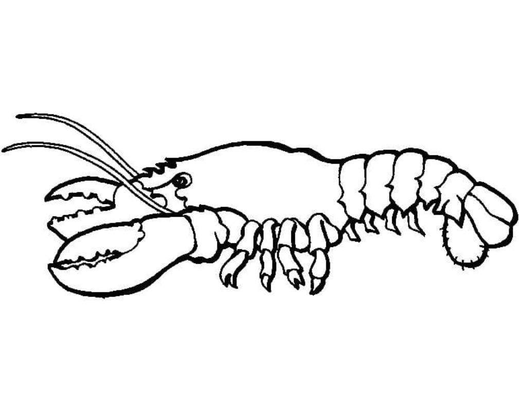 Desenhos de Desenho Lagosta fácil para colorir