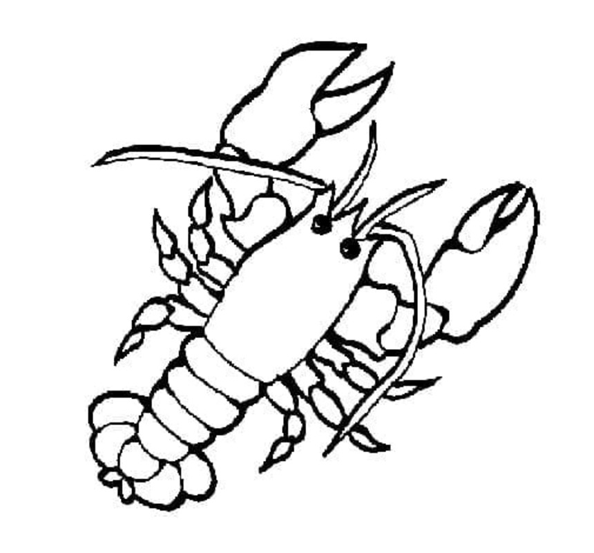 Desenhos de Desenho Lagosta imprimível para colorir