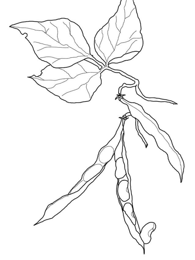 Desenhos de Feijão básico para colorir