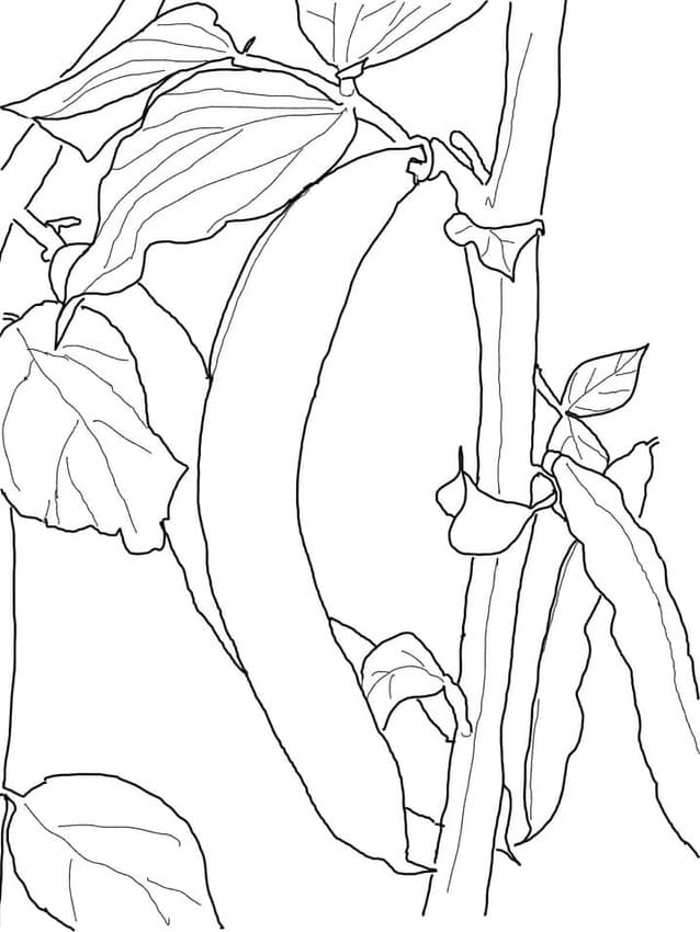 Desenhos de Feijão muito básico para colorir