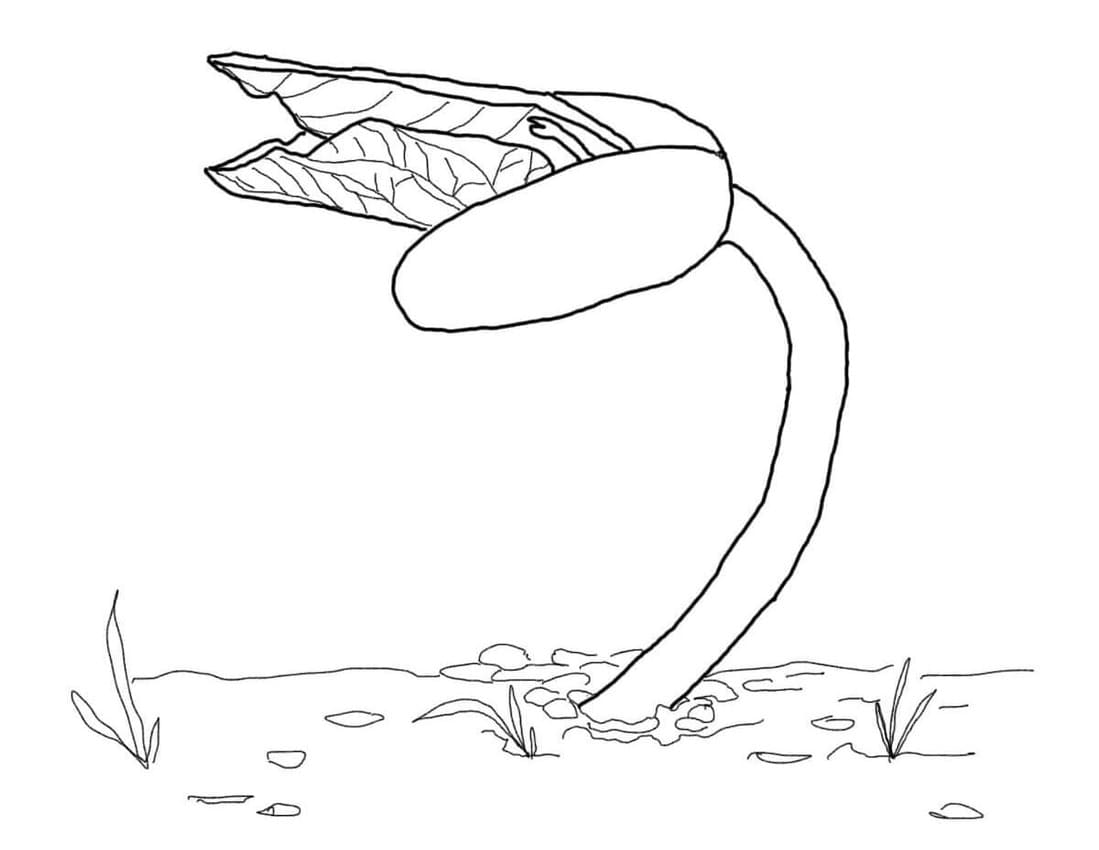 Desenhos de Feijão muito fácil para colorir
