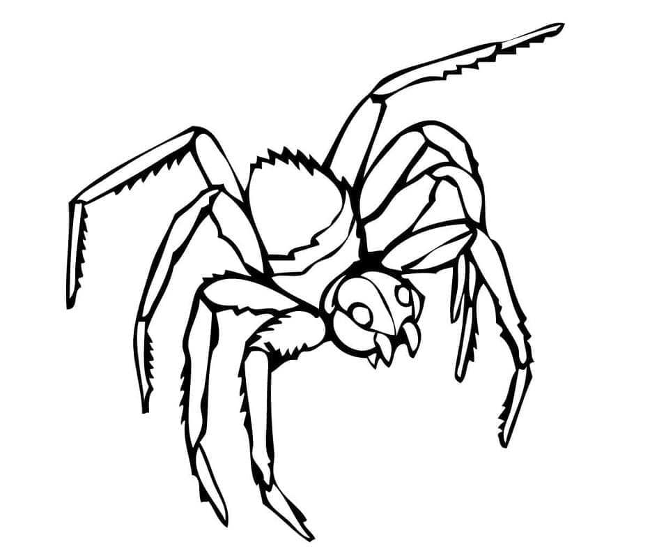 Desenhos de Desenhe Aranha 6 para colorir