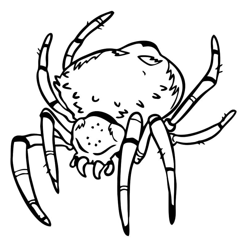 Desenhos de Desenhe Aranha básico para colorir