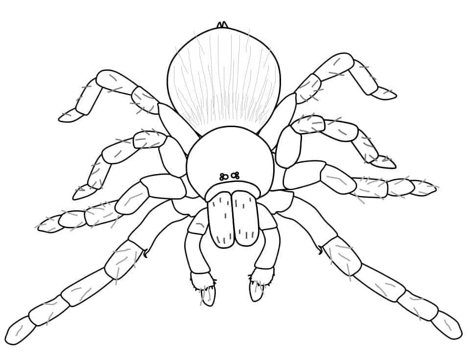Desenhos de Desenhe Aranha fácil para colorir
