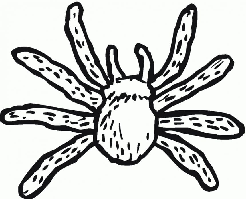 Desenhos de Desenhe Aranha grátis para crianças para colorir