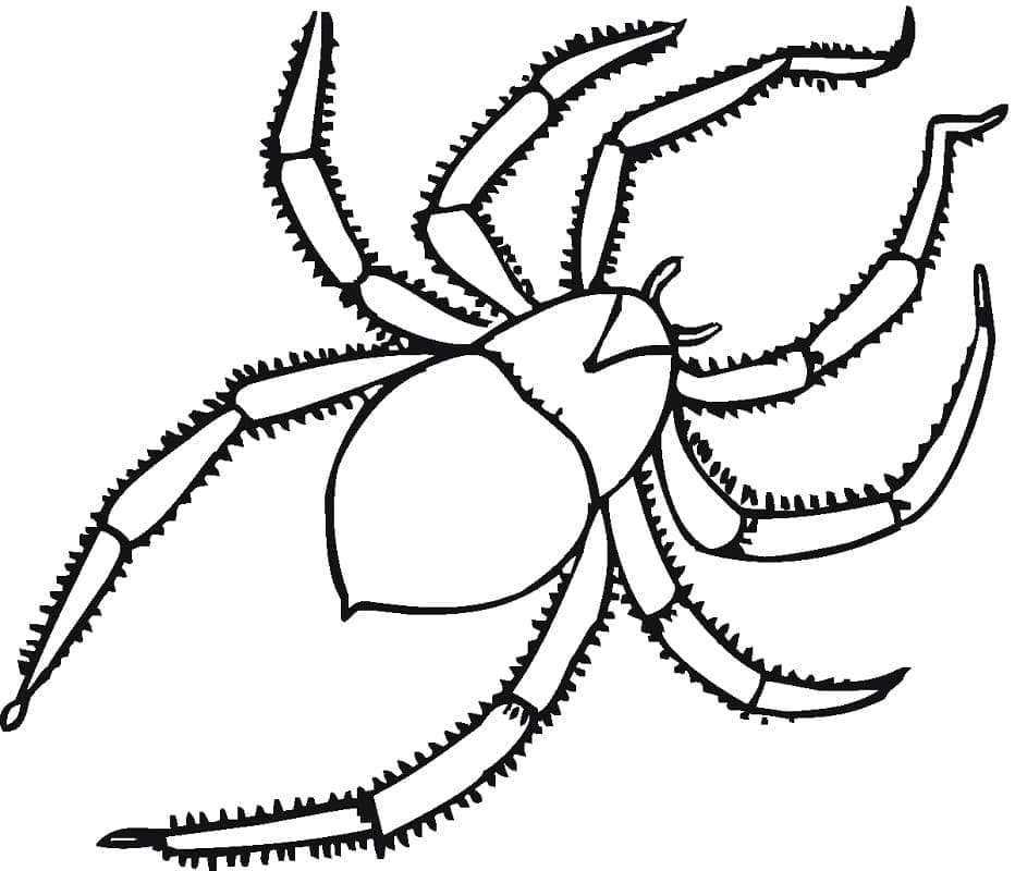Desenhos de Desenhe Aranha impressão para colorir