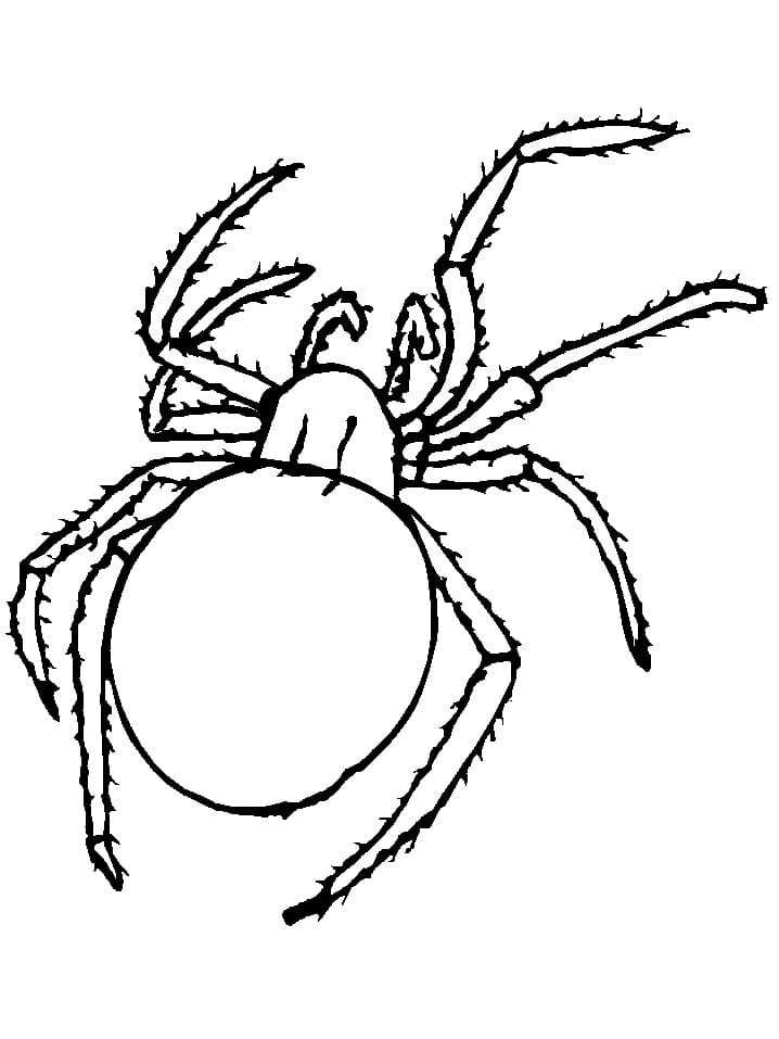Desenhos de Desenhe Aranha simples para colorir