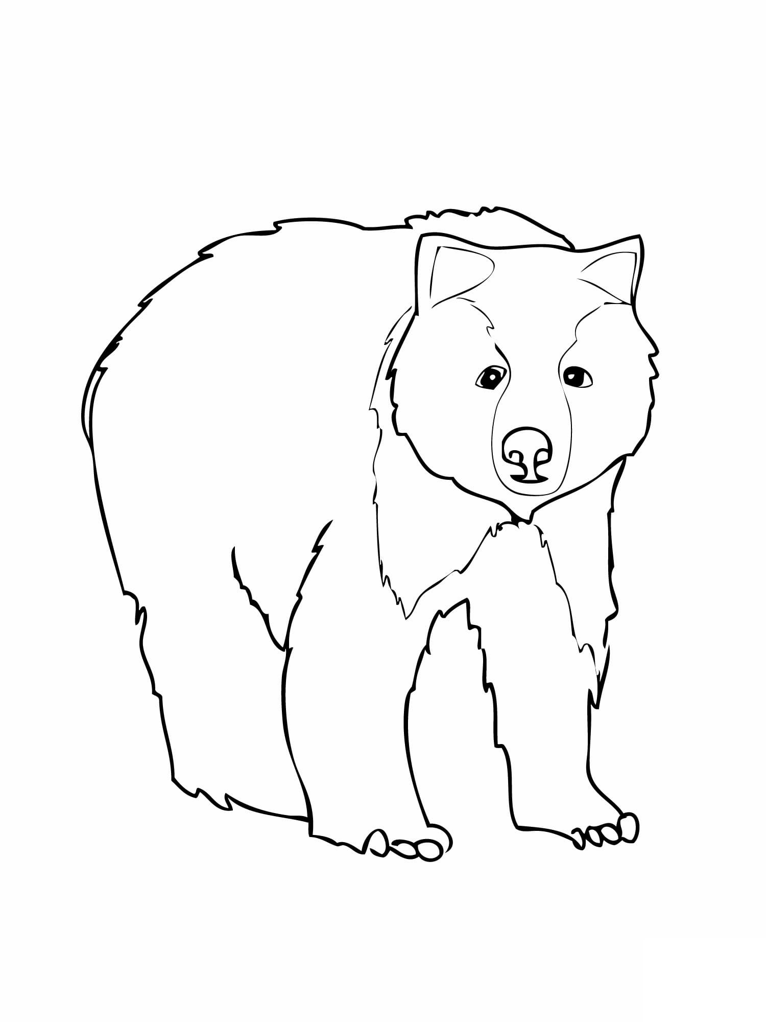 Desenhe Urso 4 para colorir