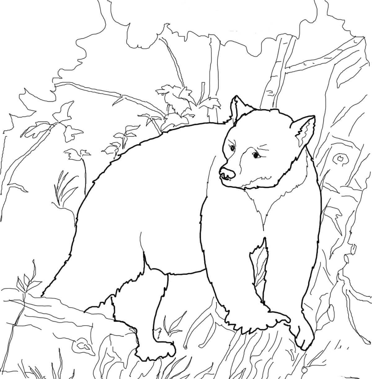 Desenhe Urso 5 para colorir