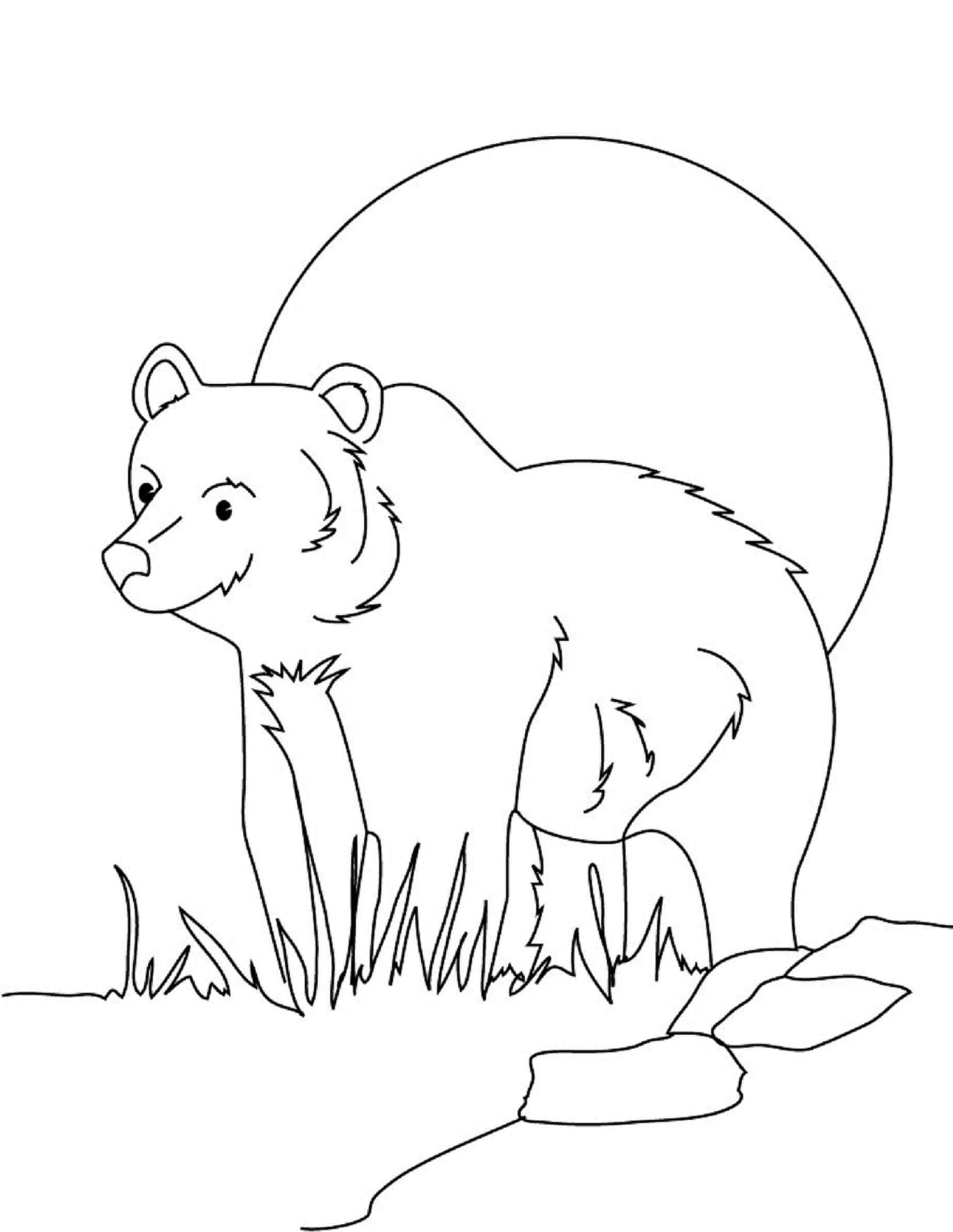 Desenhe Urso 6 para colorir