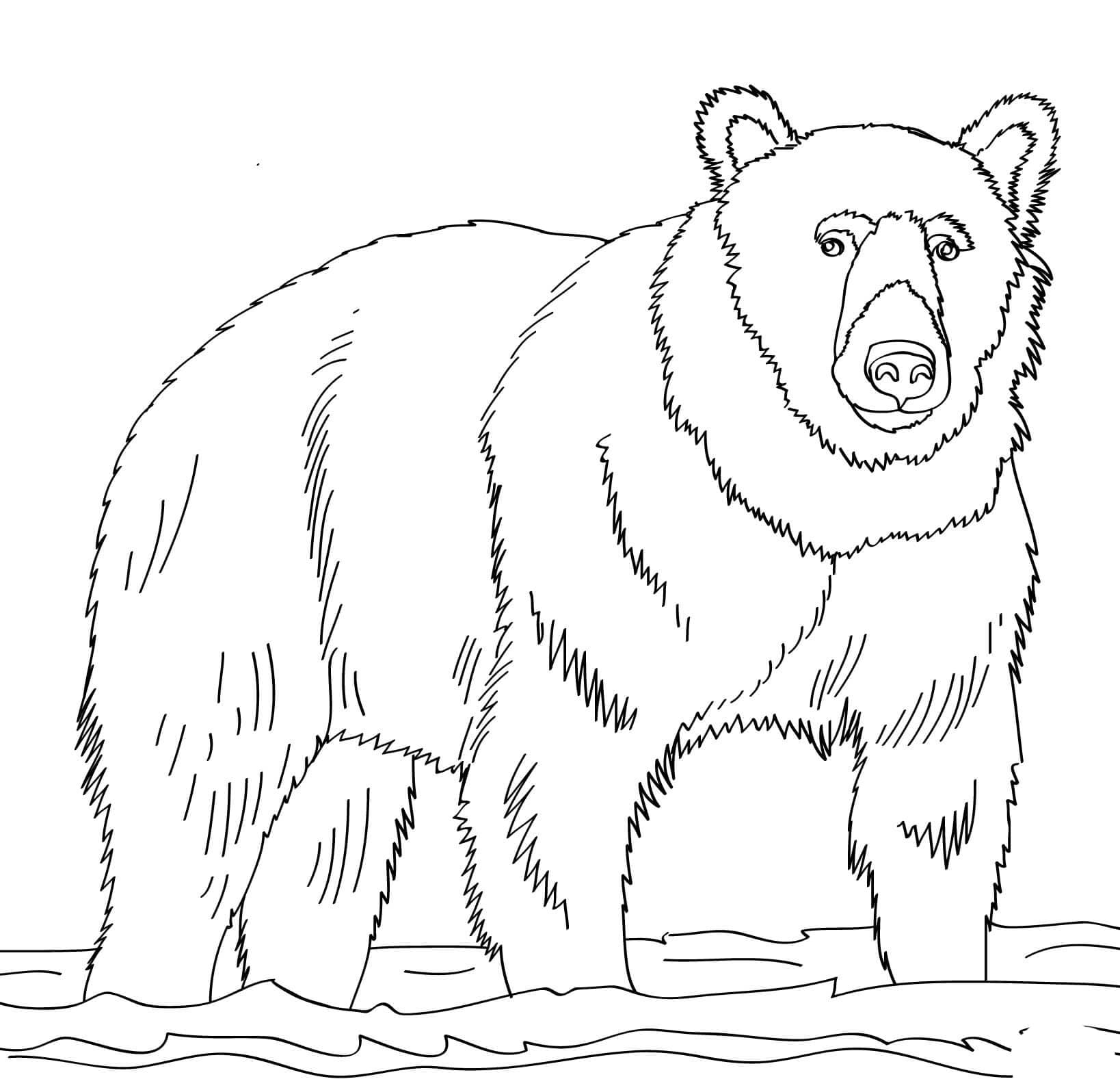 Desenhe Urso Fácil para colorir