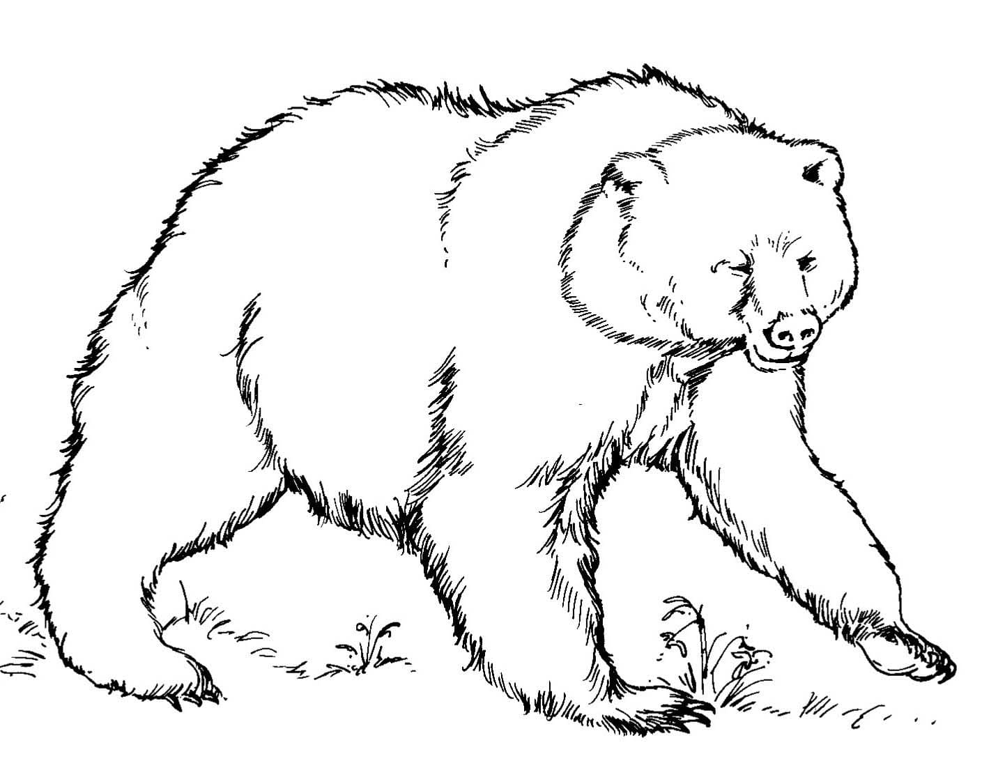 Urso gratuita para colorir