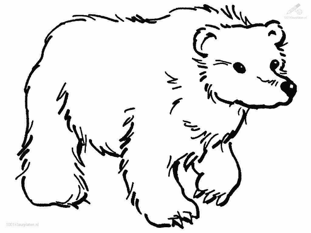 Urso impressão gratuita para colorir