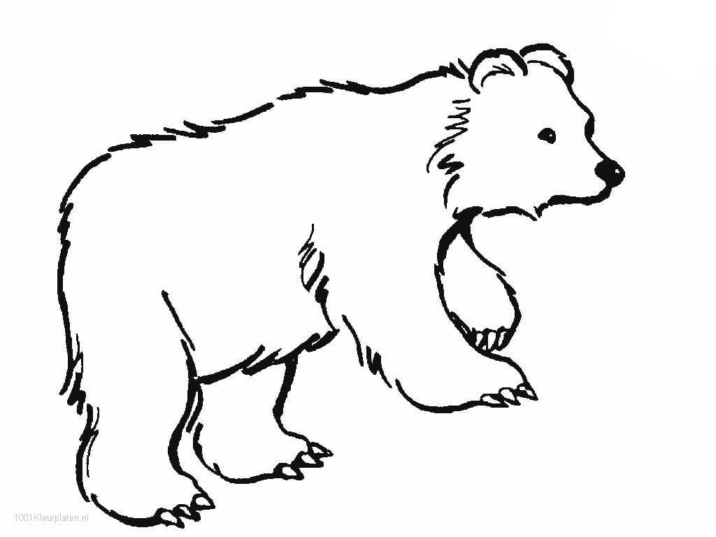 Urso impressão para colorir