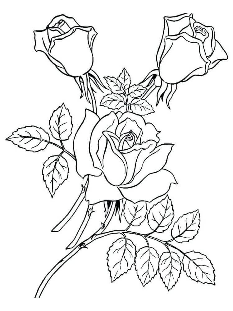 Awesome Rose Branch