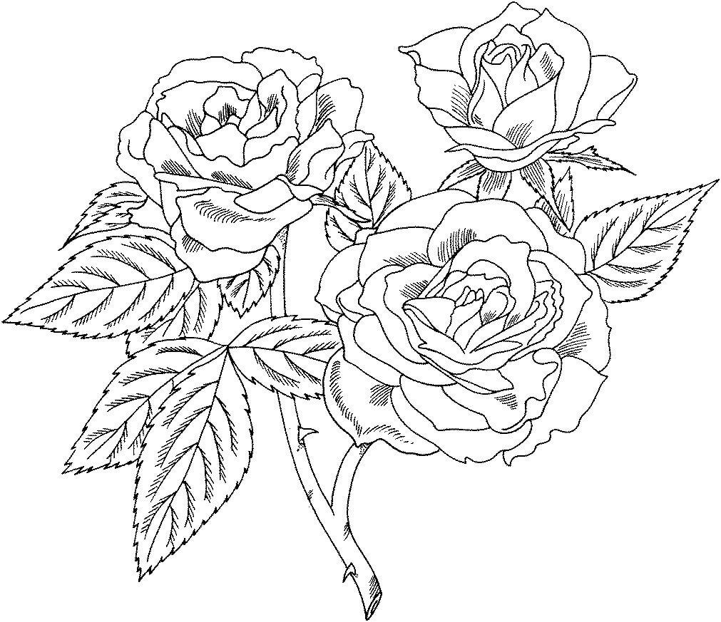 Delightful Roses