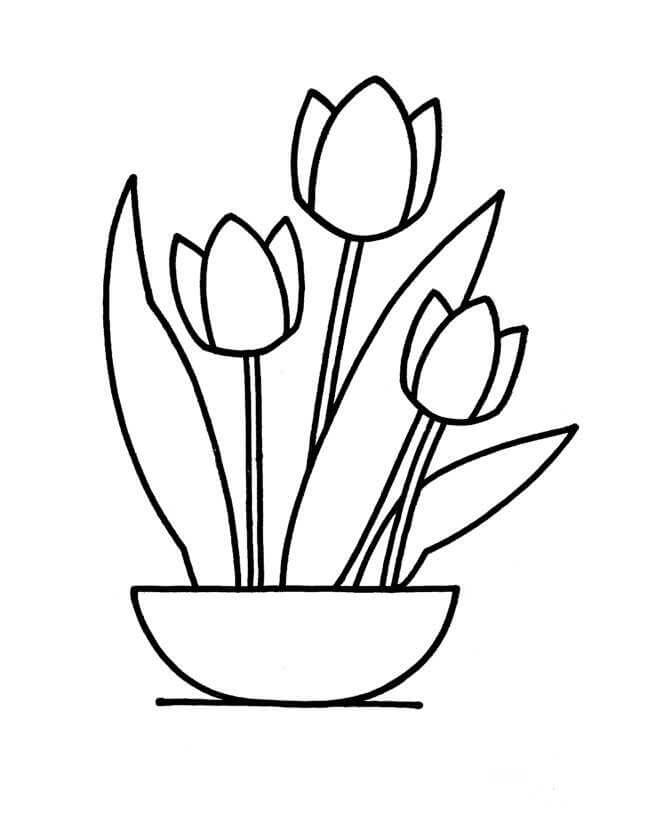 Drawing Vase of Flowers