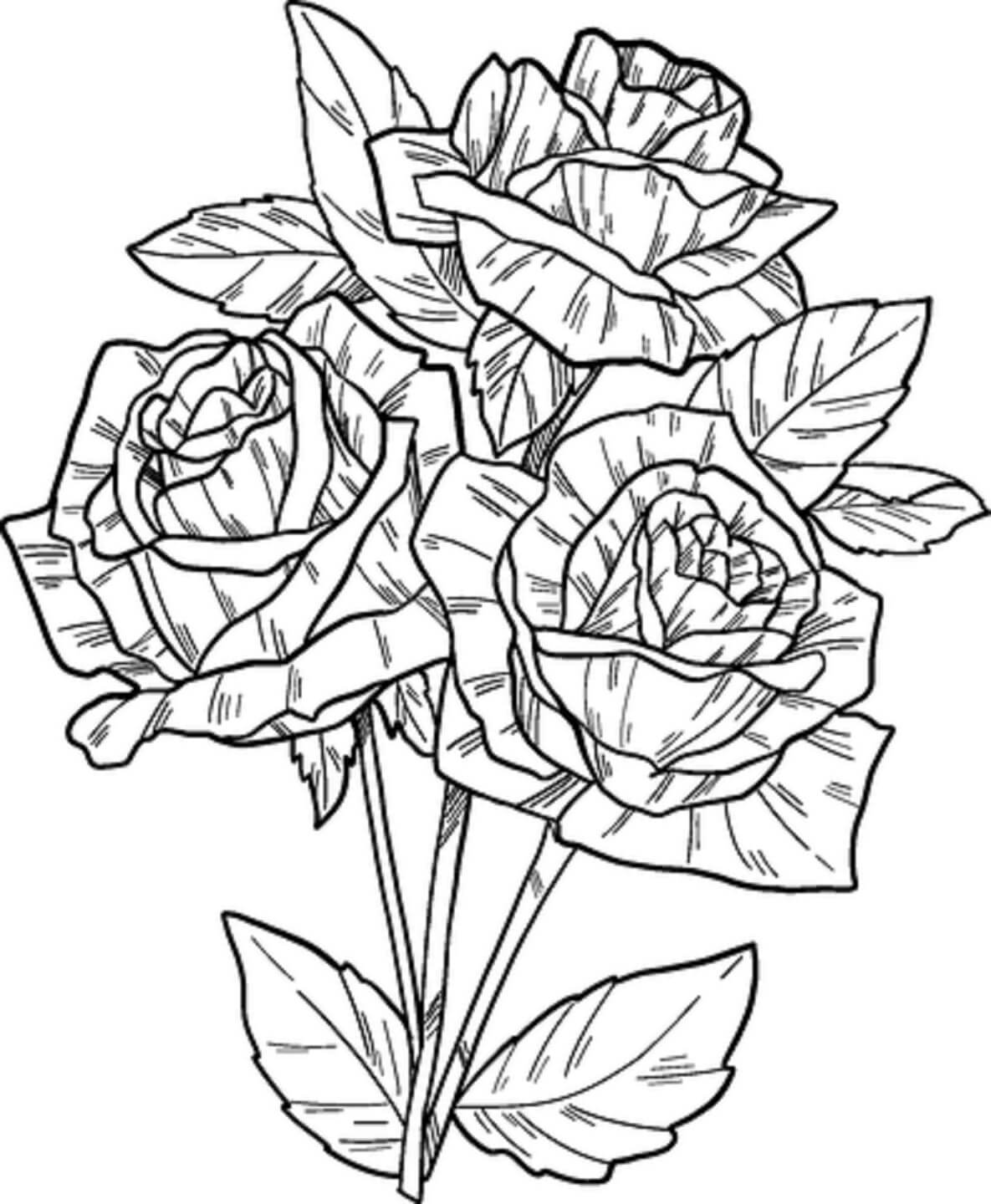Hand Draw Rose