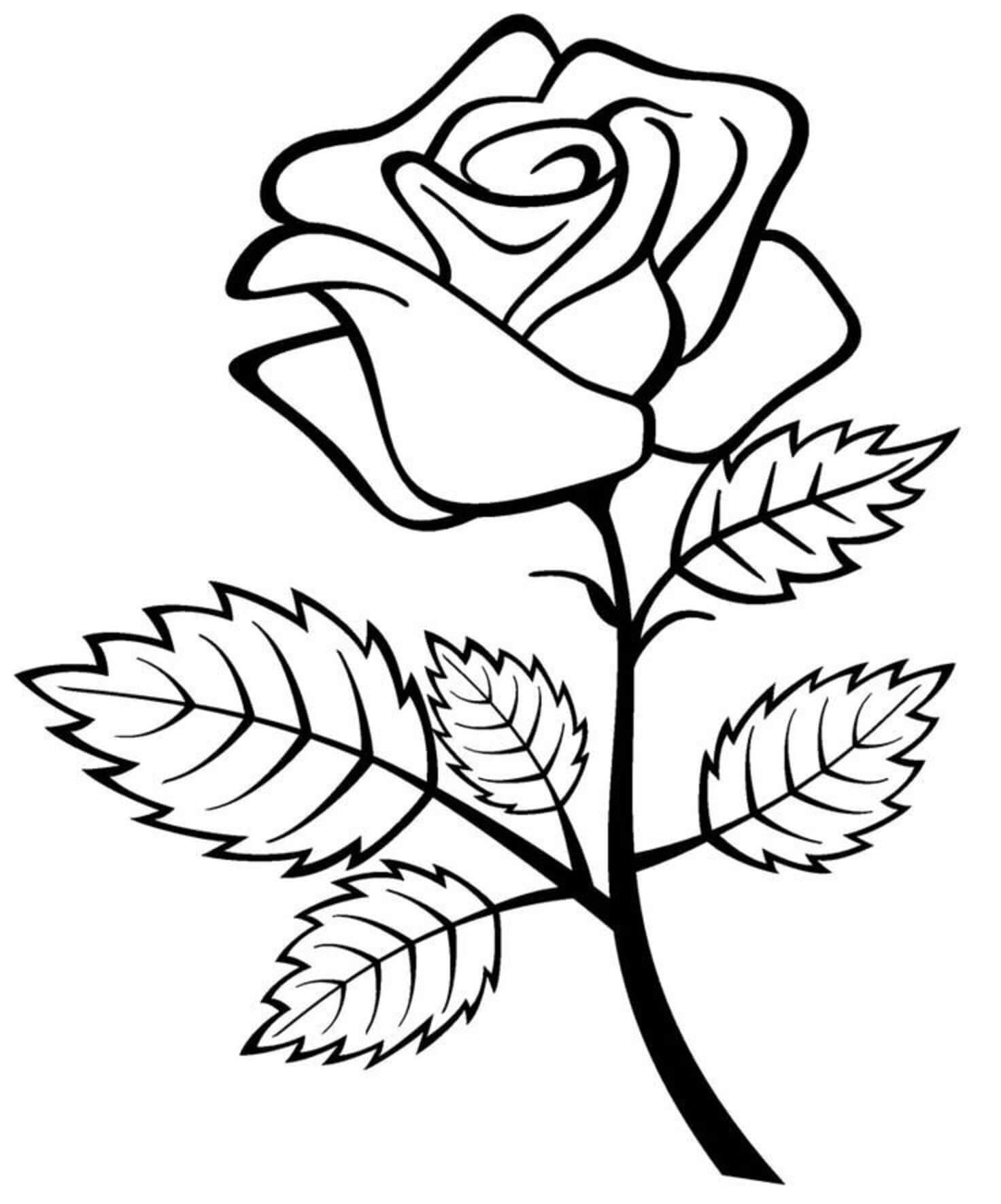 Normal Rose