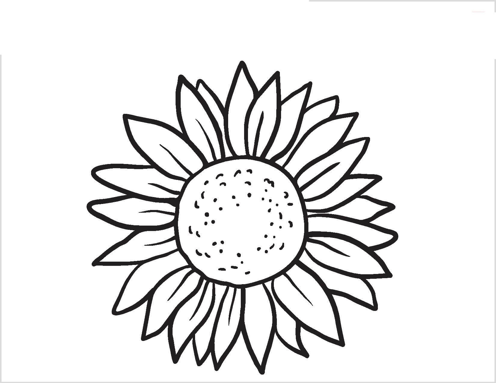 Sunflower Printable Coloring Page Download Print Or Color Online For 