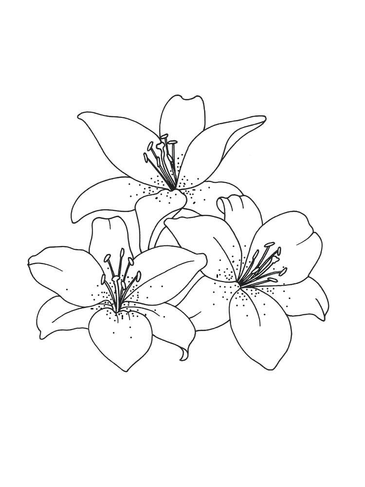 Three Lily Flowers