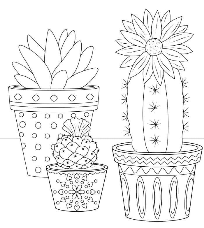 Three Potted Cactus