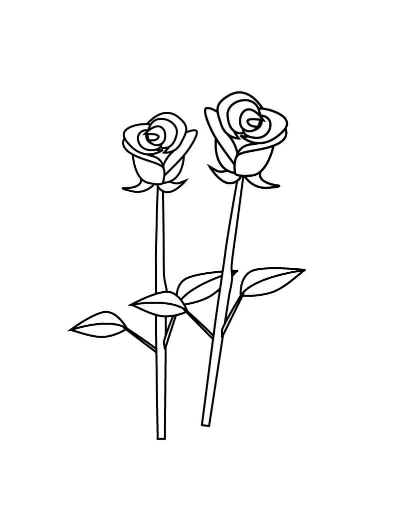 Two Rose Branches