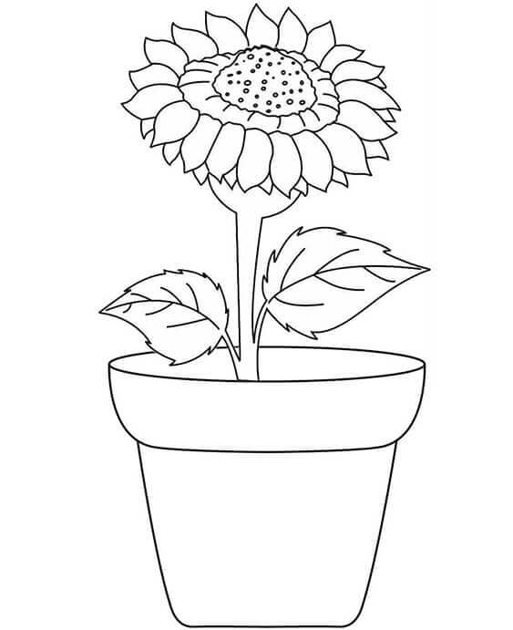 Vase of Sunflower