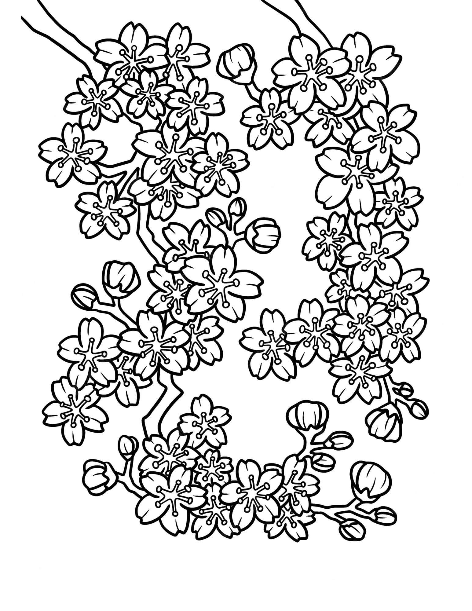 awesome-cherry-blossom-coloring-page-download-print-or-color-online