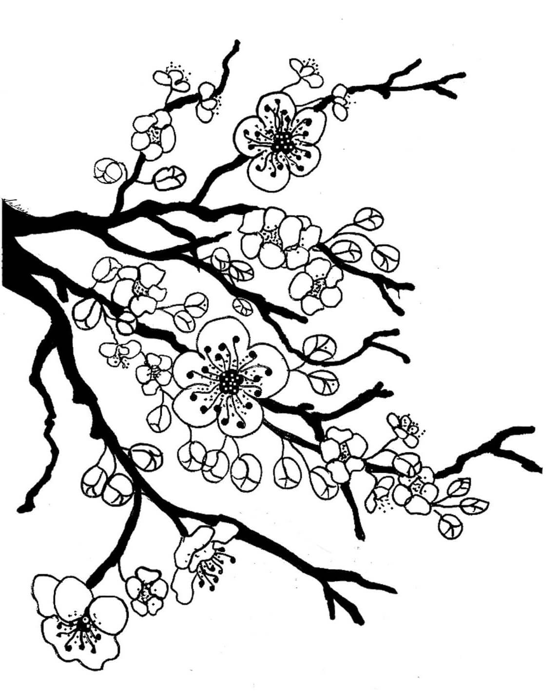 Beautiful Cherry Blossom coloring page