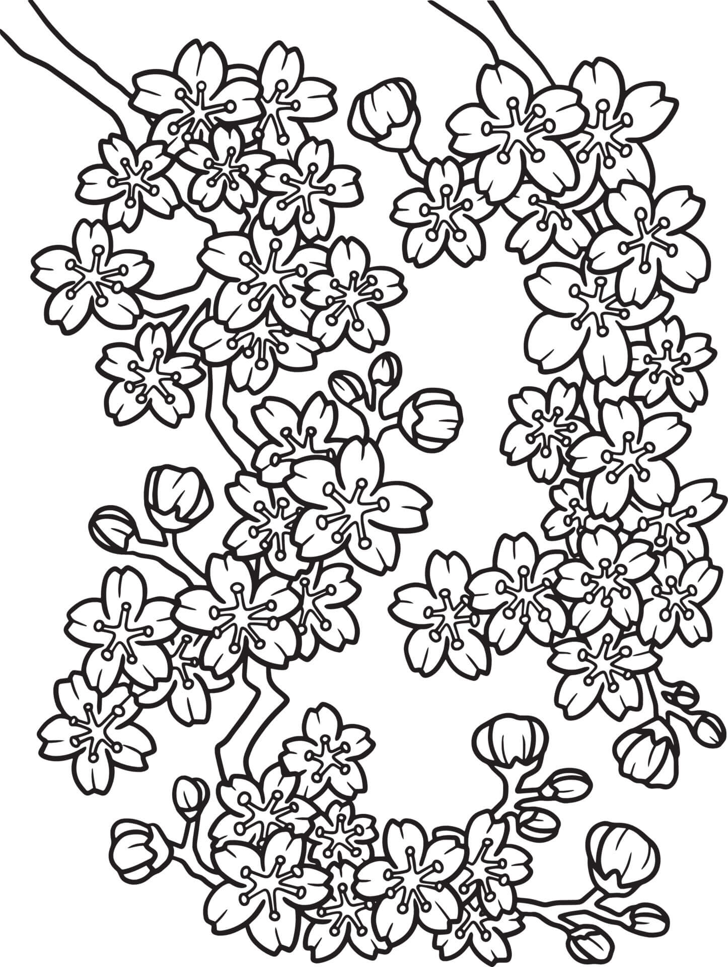 Normal Cherry Blossom coloring page