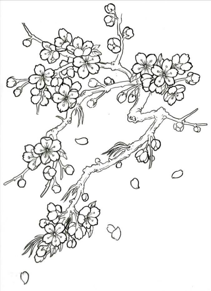 Simple Cherry Blossom coloring page - Download, Print or Color Online ...