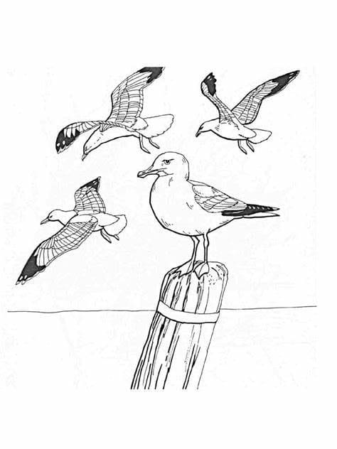 Four Seagulls coloring page