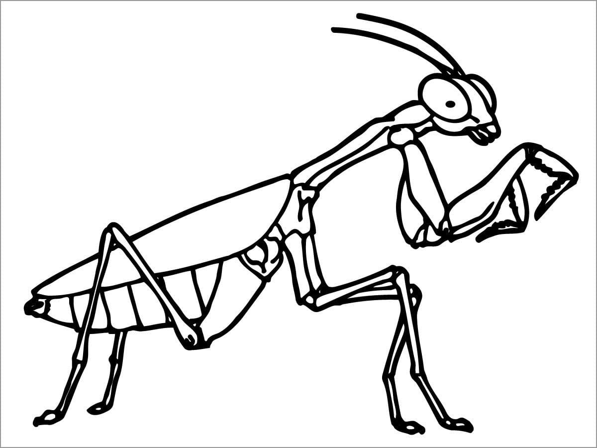 Free Mantis Image Outline coloring page