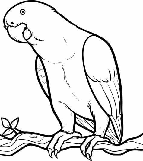 Free Parakeet Outline