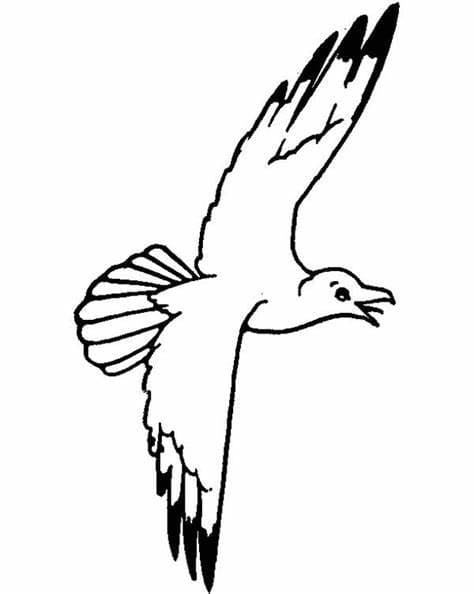 Free Seagulls Image coloring page