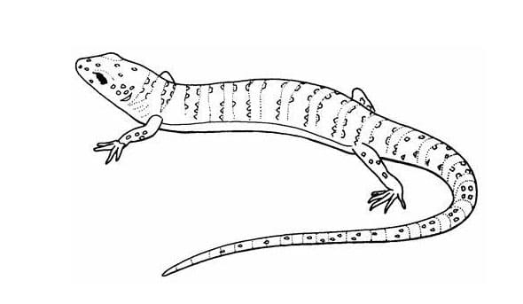 Lizards Image Outline