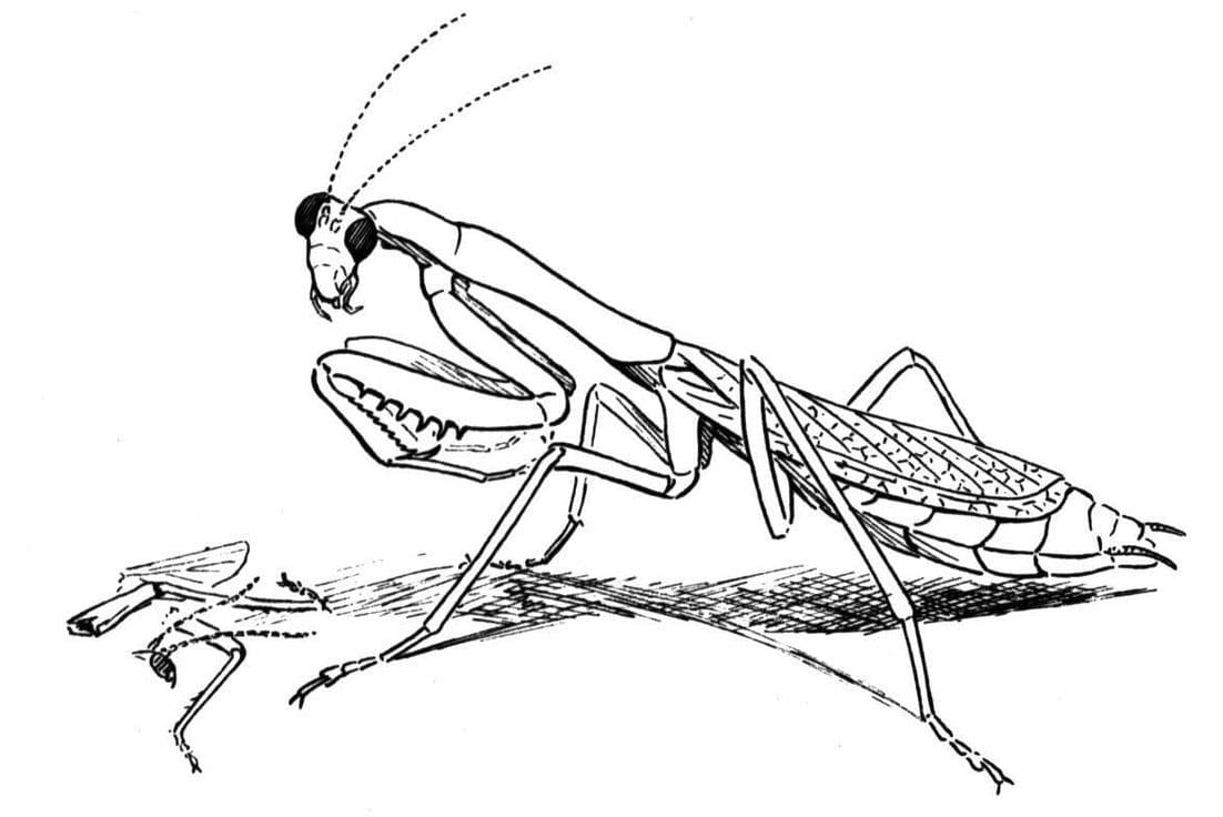 Mantis coloring page