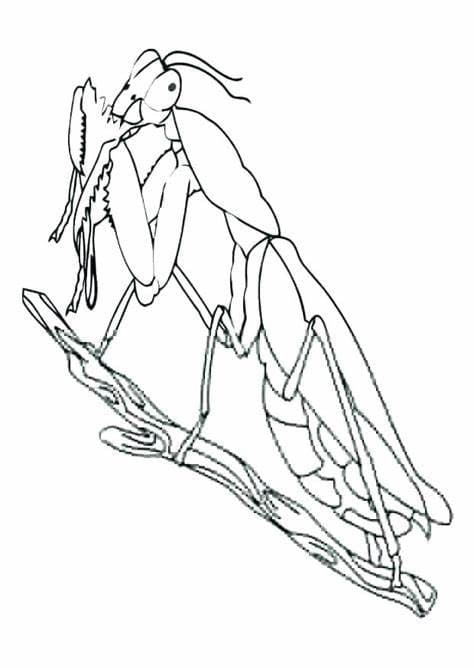 Mantis JPG coloring page