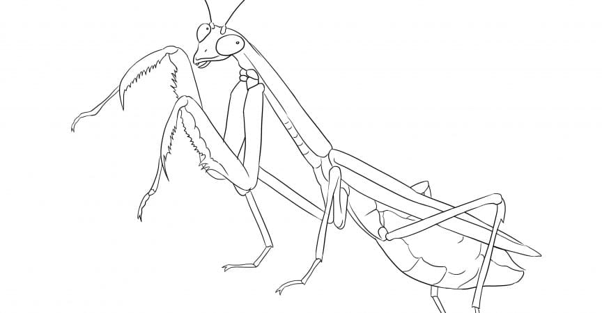 Print Mantis Outline coloring page