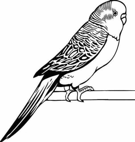 Print Parakeet Image Outline