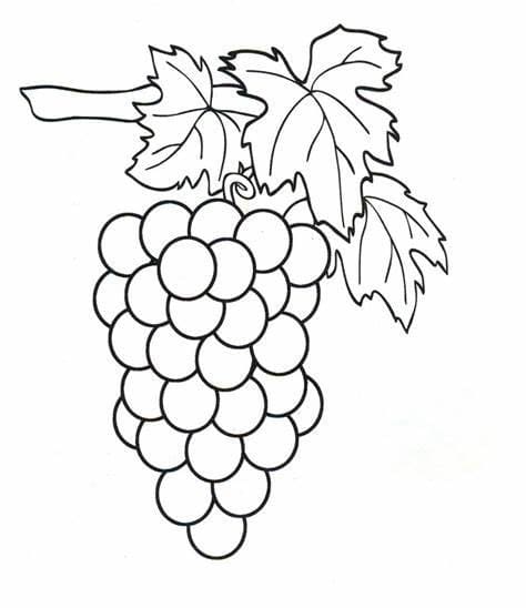 Printable Grape Image