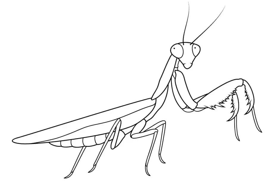 Printable Mantis coloring page