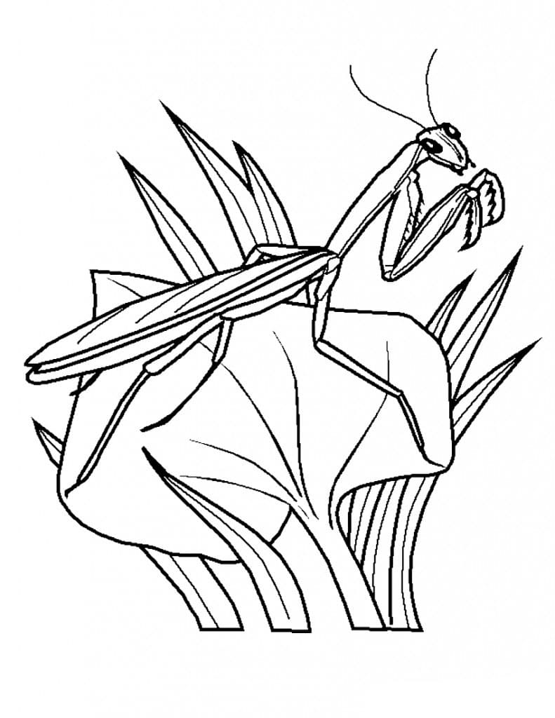 Printable Mantis Outline coloring page