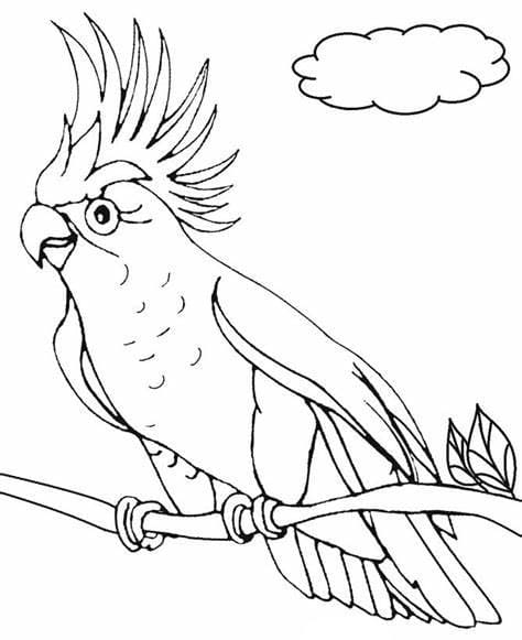 Printable Parakeet Image Outline