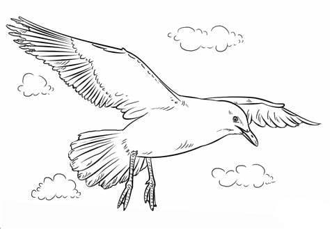 Seagull Outline coloring page